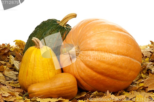 Image of Ripe pumpkins