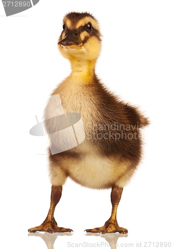 Image of Domestic duckling