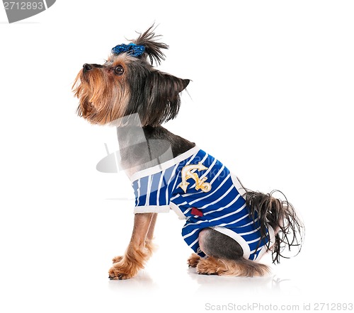 Image of Yorkshire terrier