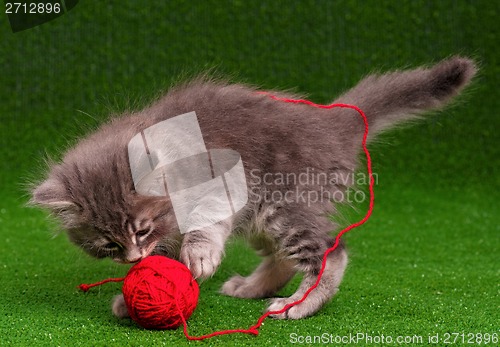 Image of Kitten playing