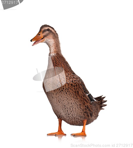 Image of Domestic duck