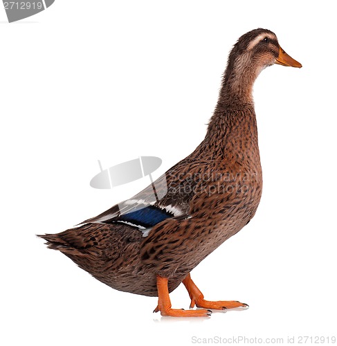 Image of Domestic duck