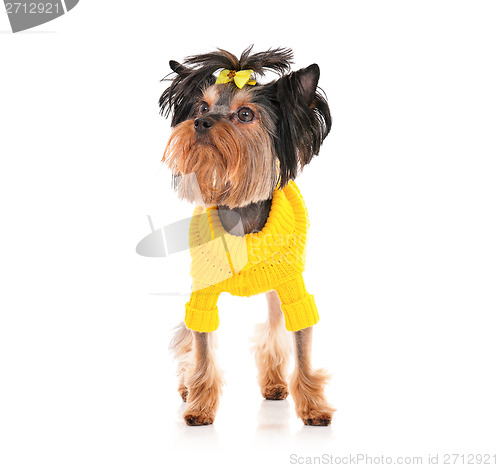 Image of Yorkshire terrier