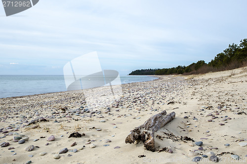 Image of Driftwood at a sandy bay