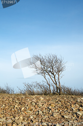 Image of Single tree at stony coast