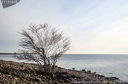 Image of Lone tree at a rocky coast