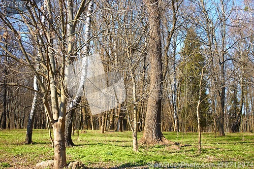 Image of Old park in a fine early spring day