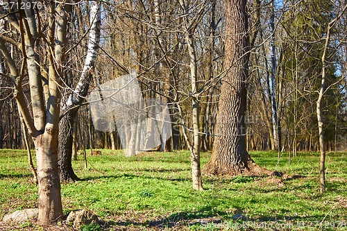 Image of Old park in a lovely spring day