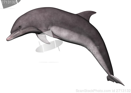 Image of Jumping Dolphin