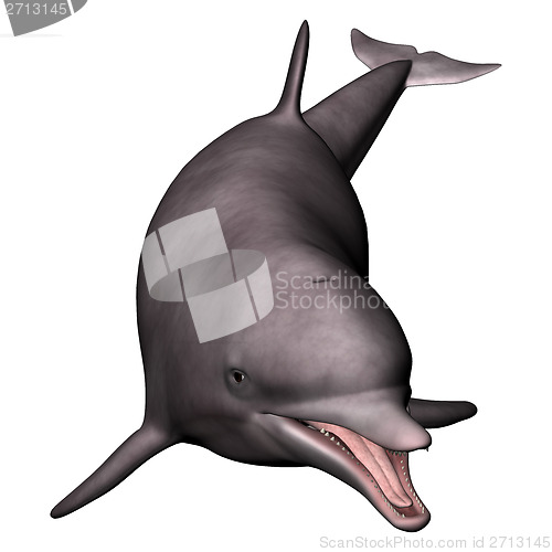 Image of Dolphin