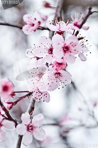 Image of spring blossoms 