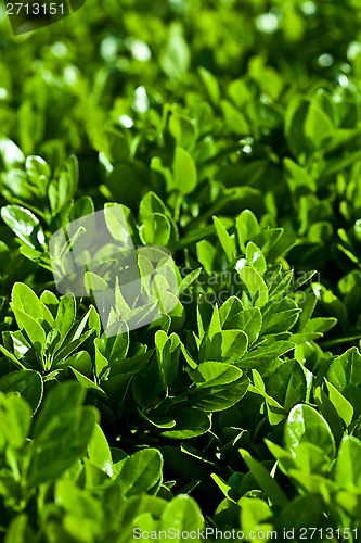 Image of green leaves