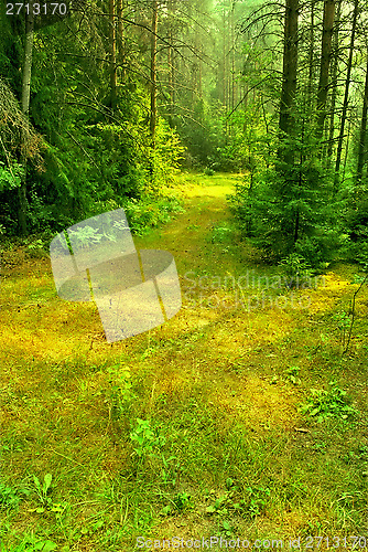 Image of Summer Sunny Russian Forest Glade