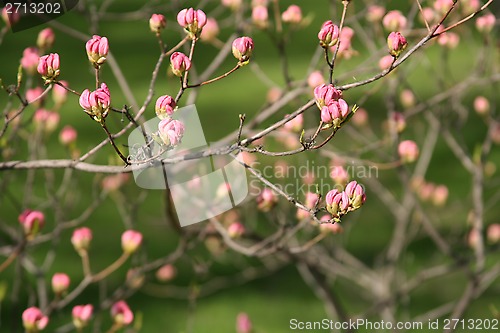 Image of spring