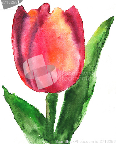 Image of tulip