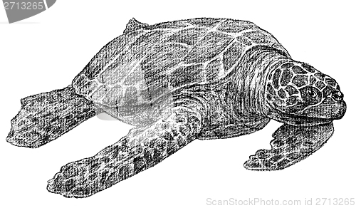 Image of sea turtle