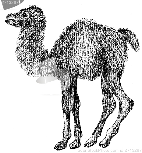 Image of little camel