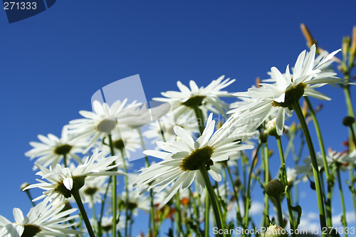Image of Wild daisies