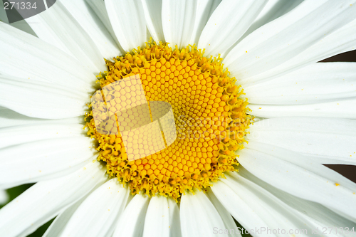 Image of Daisy