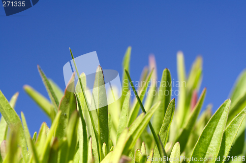 Image of Grass