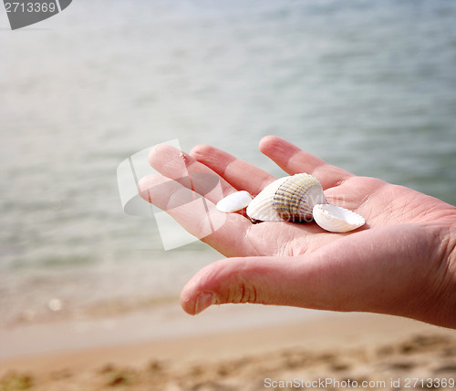 Image of Scallop
