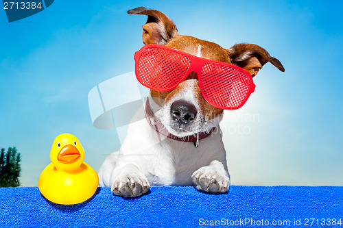 Image of summer holiday dog 