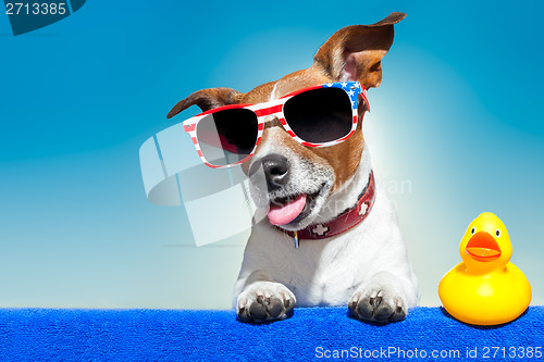 Image of summer holiday dog 