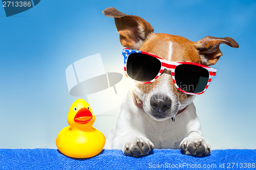 Image of summer holiday dog 
