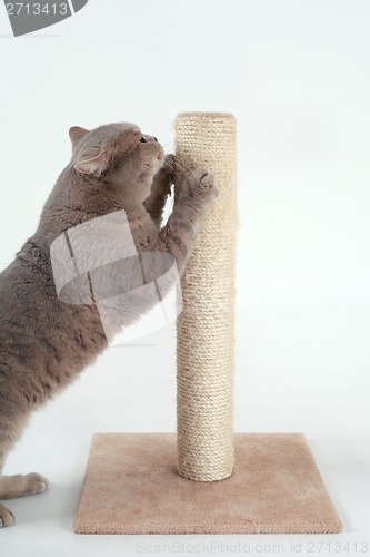 Image of British Shorthair Cat