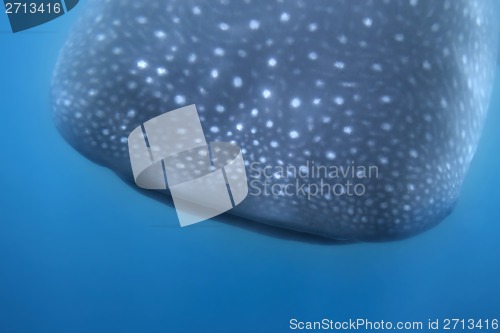 Image of Whale Shark