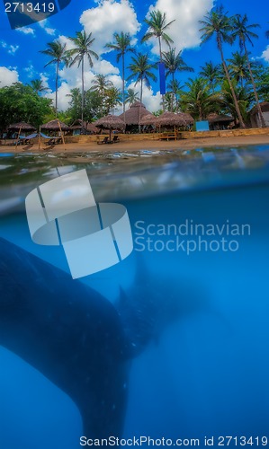 Image of Whale shark below