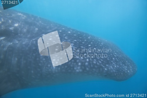 Image of Whale Shark