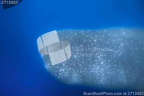 Image of Whale Shark