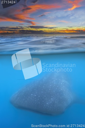 Image of Whale shark below