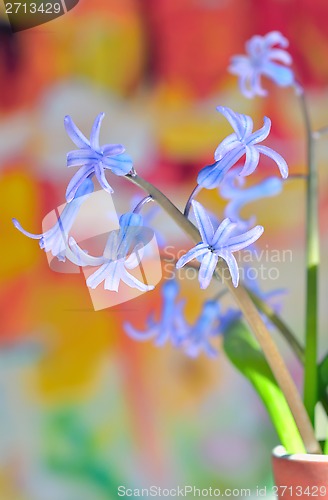 Image of hyacinth flowers