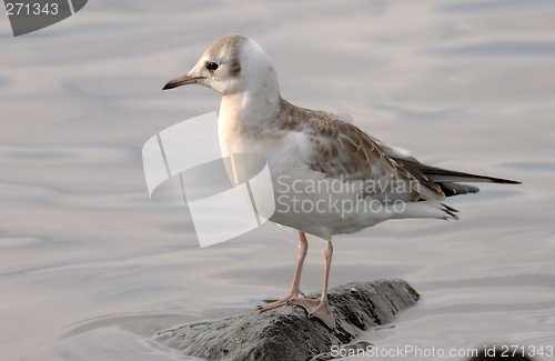 Image of Black headed gull.