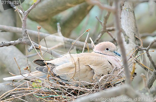 Image of Mourning Dove