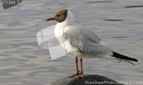 Image of Black headed gull.