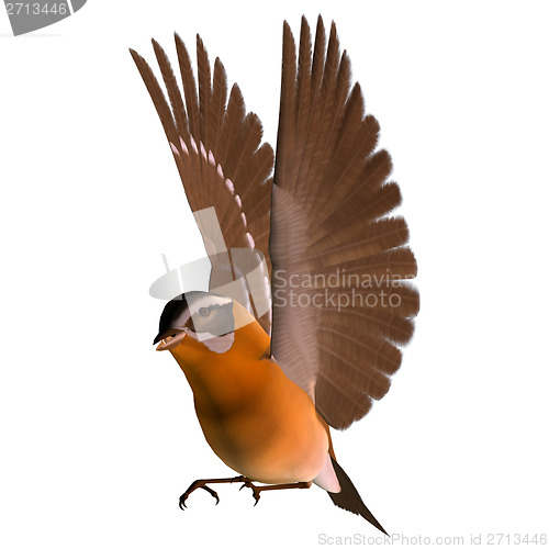 Image of Songbird Grosbeak