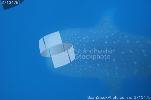 Image of Whale Shark