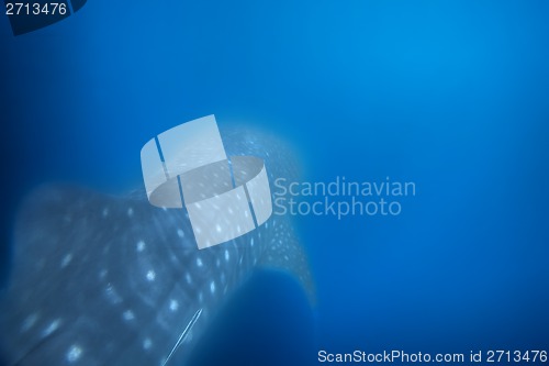 Image of Whale Shark