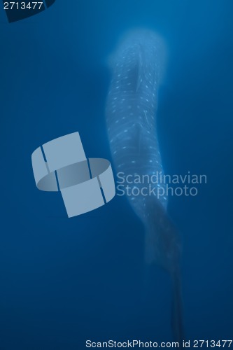 Image of Whale Shark