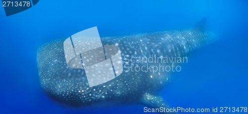 Image of Whale Shark