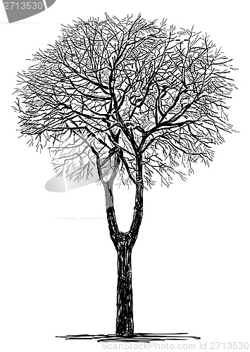 Image of silhouette of tree