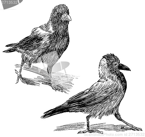 Image of big crows