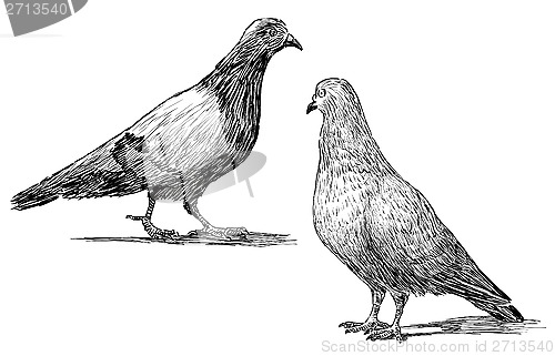 Image of pigeons