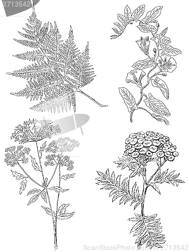 Image of herbaceous plants