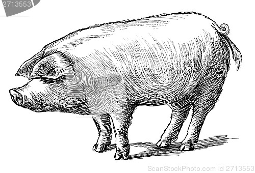 Image of pig