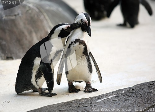 Image of Penguin couple