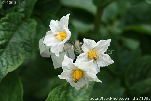 Image of White potato-flower